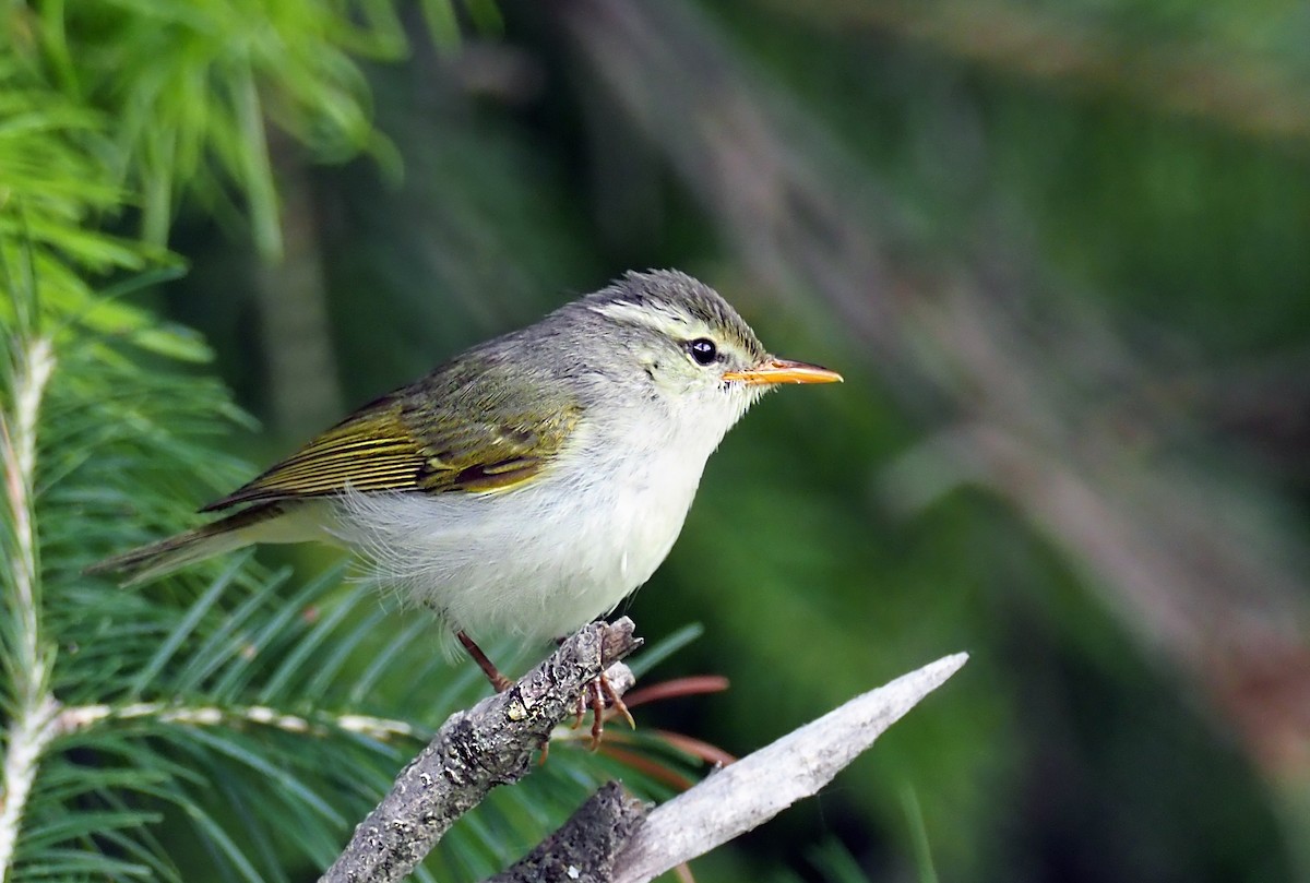 Western Crowned Warbler - Andrew Spencer