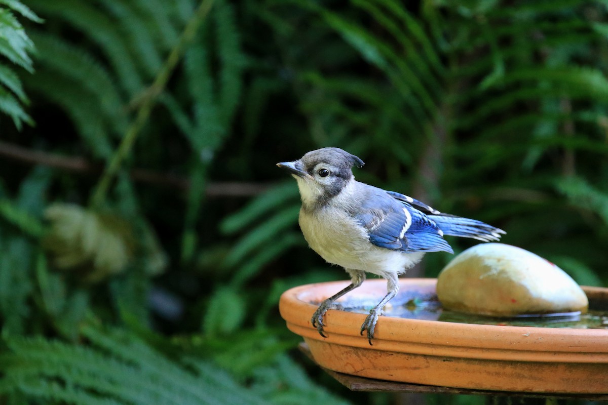 Blue Jay - Denis Tétreault
