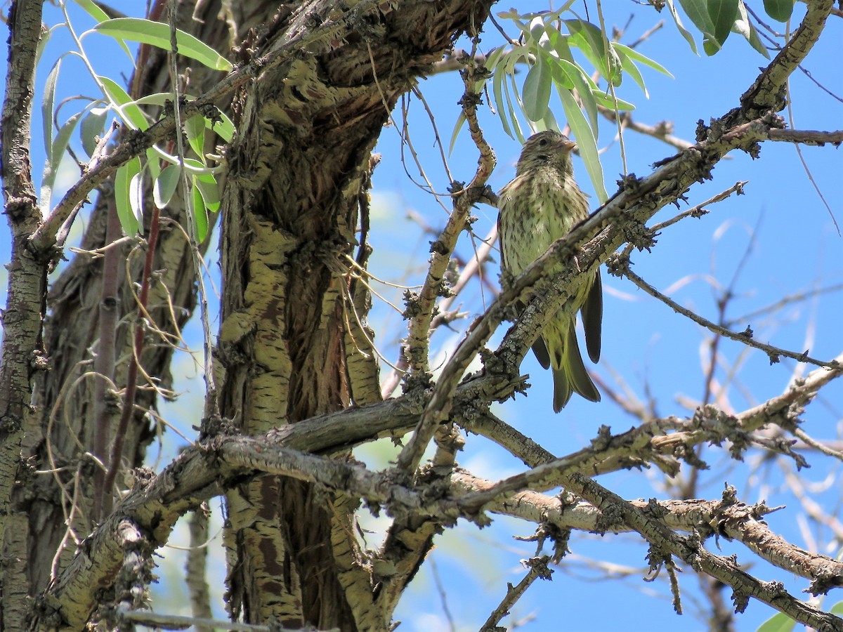 Pine Siskin - ML170391711