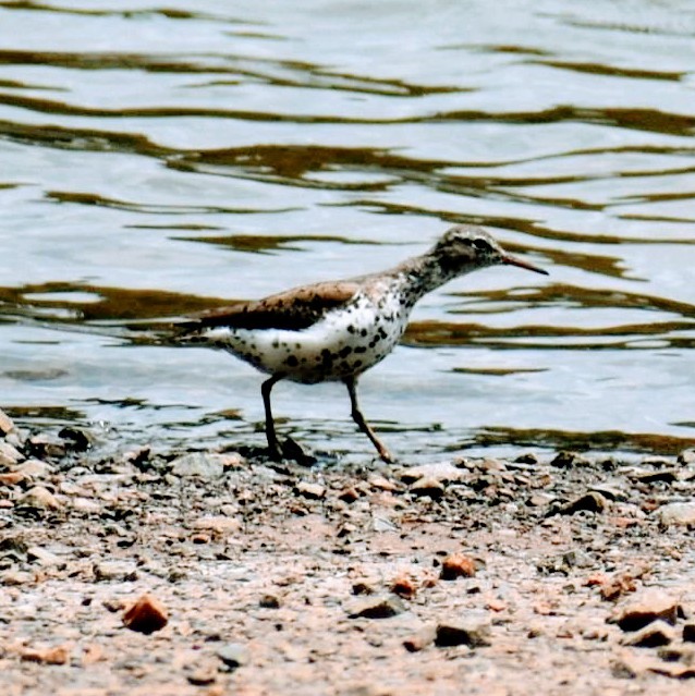 Spotted Sandpiper - ML170392331