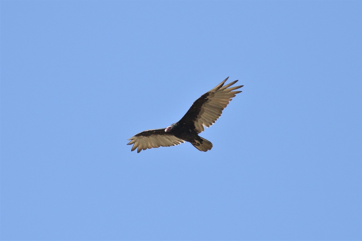 Turkey Vulture - ML170392741