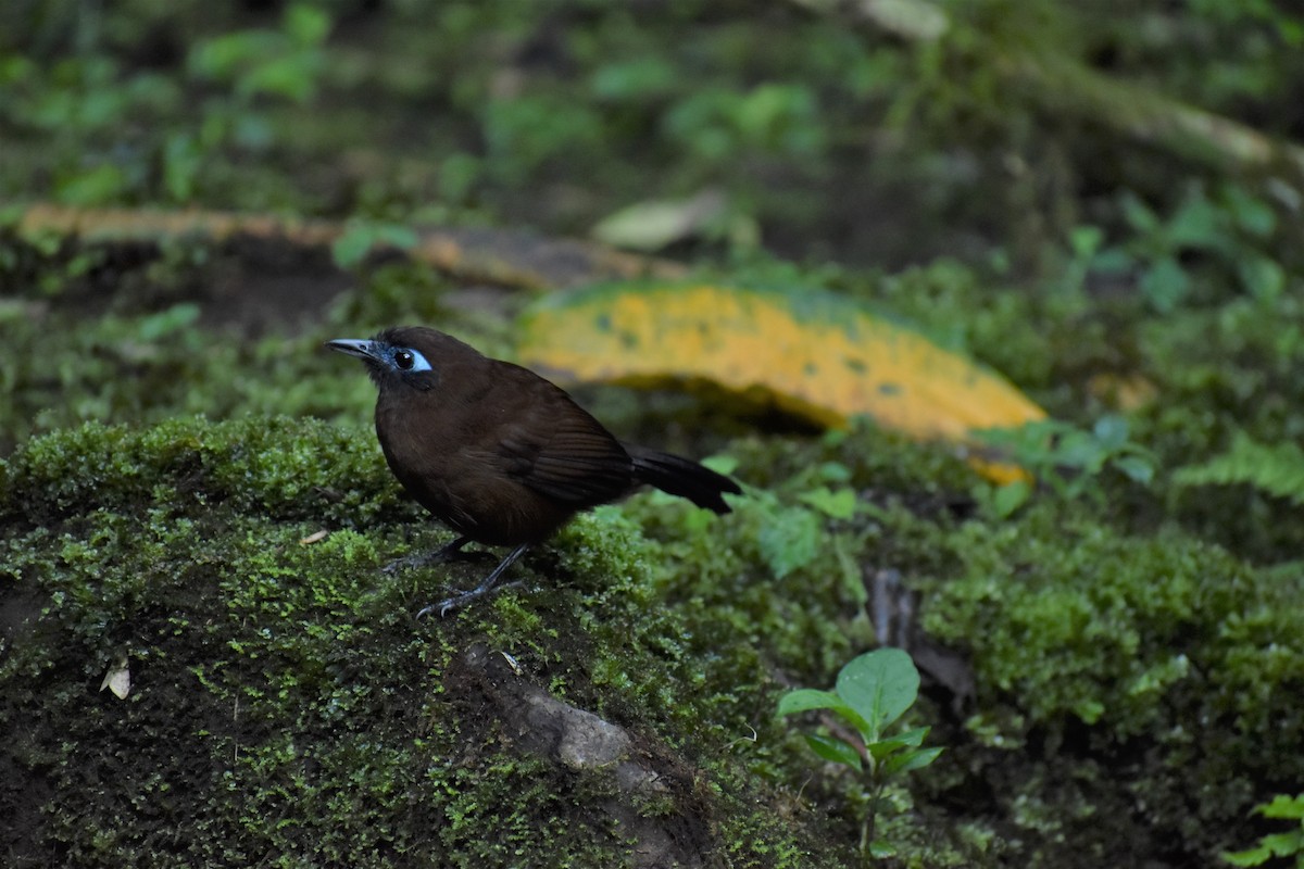 Panamáameisenvogel (berlepschi) - ML170395571