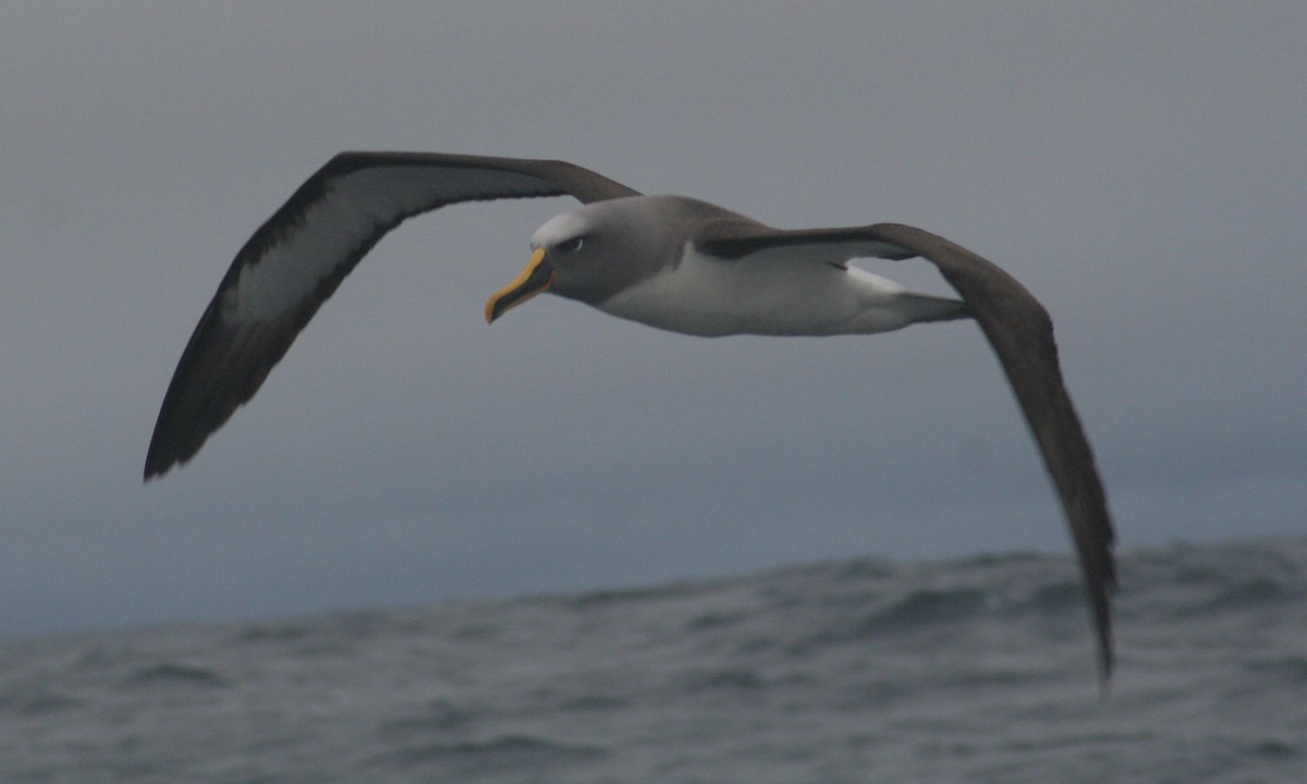 Buller's Albatross - ML170395701