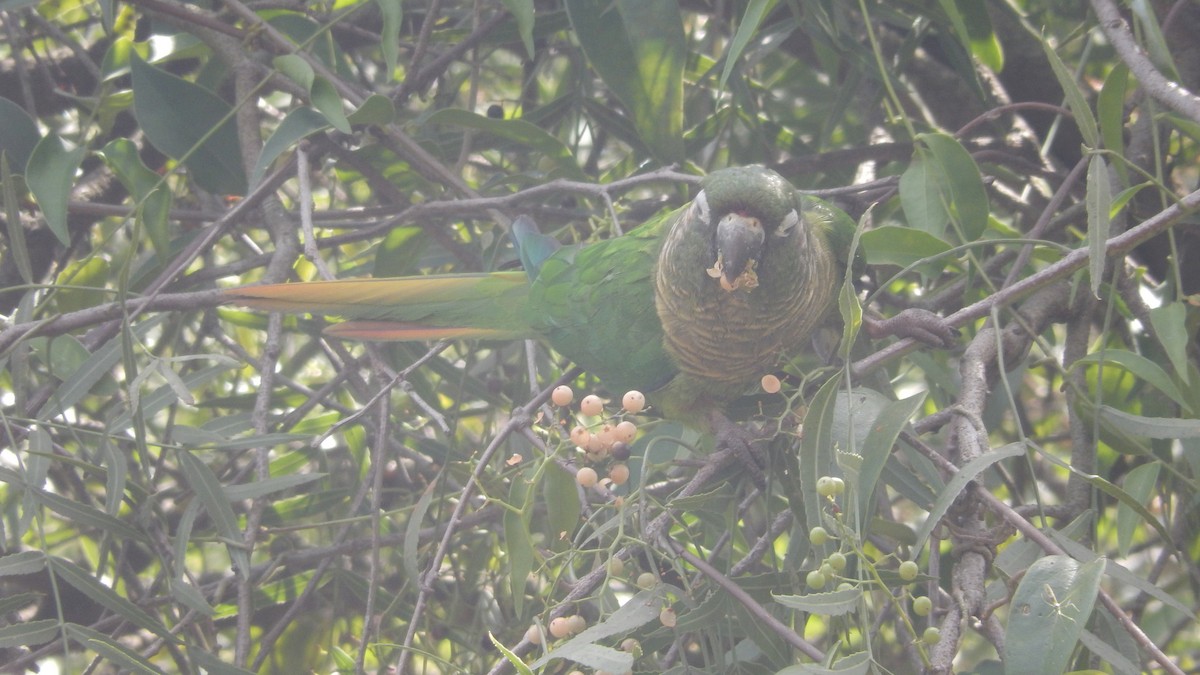 Maroon-bellied Parakeet - ML170400221