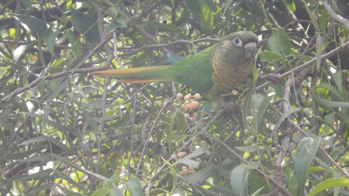 Maroon-bellied Parakeet - ML170400241