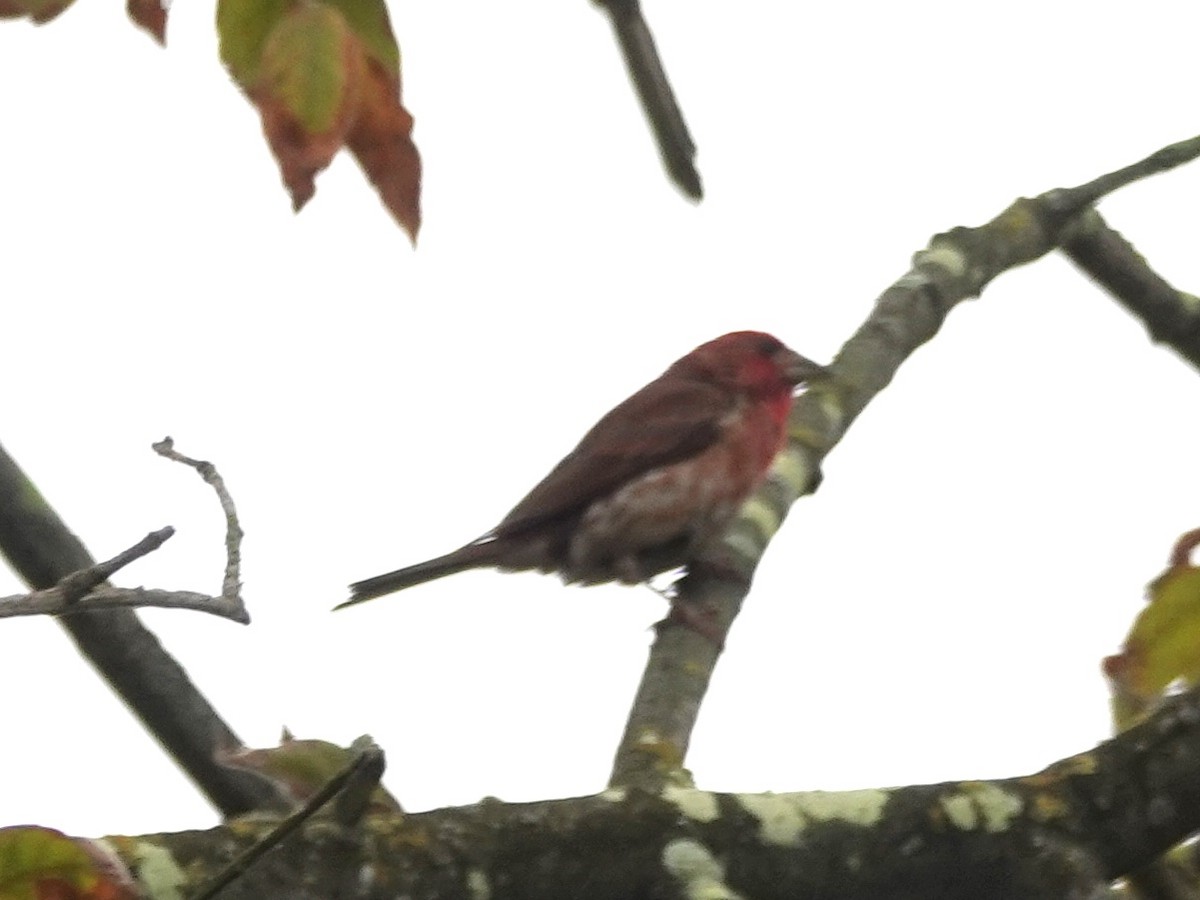 Purple Finch - ML170405381