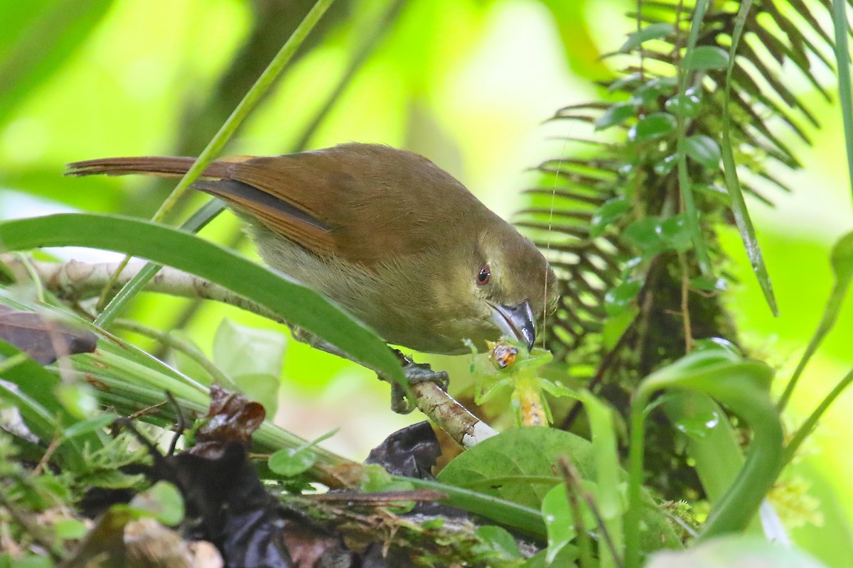 Russet Antshrike - ML170406211