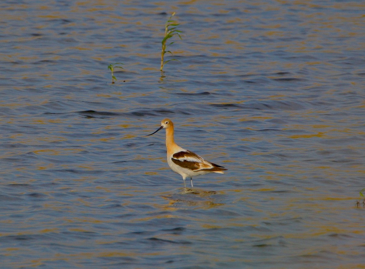 American Avocet - ML170406231