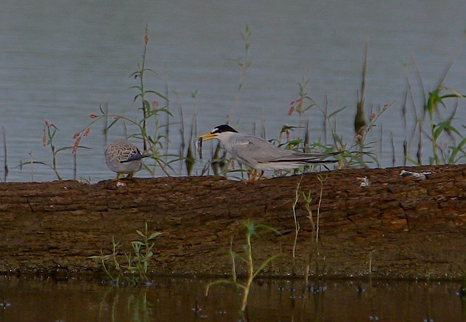 Least Tern - ML170406331