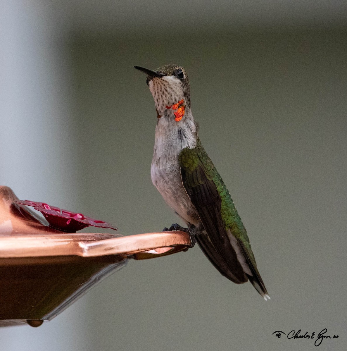 Ruby-throated Hummingbird - Charles Lyon