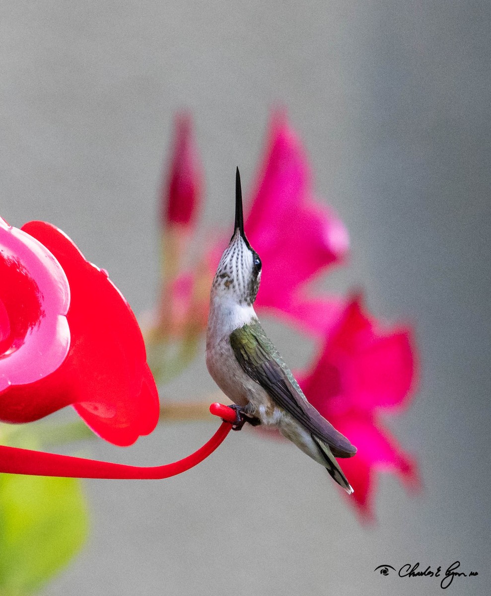 Ruby-throated Hummingbird - Charles Lyon