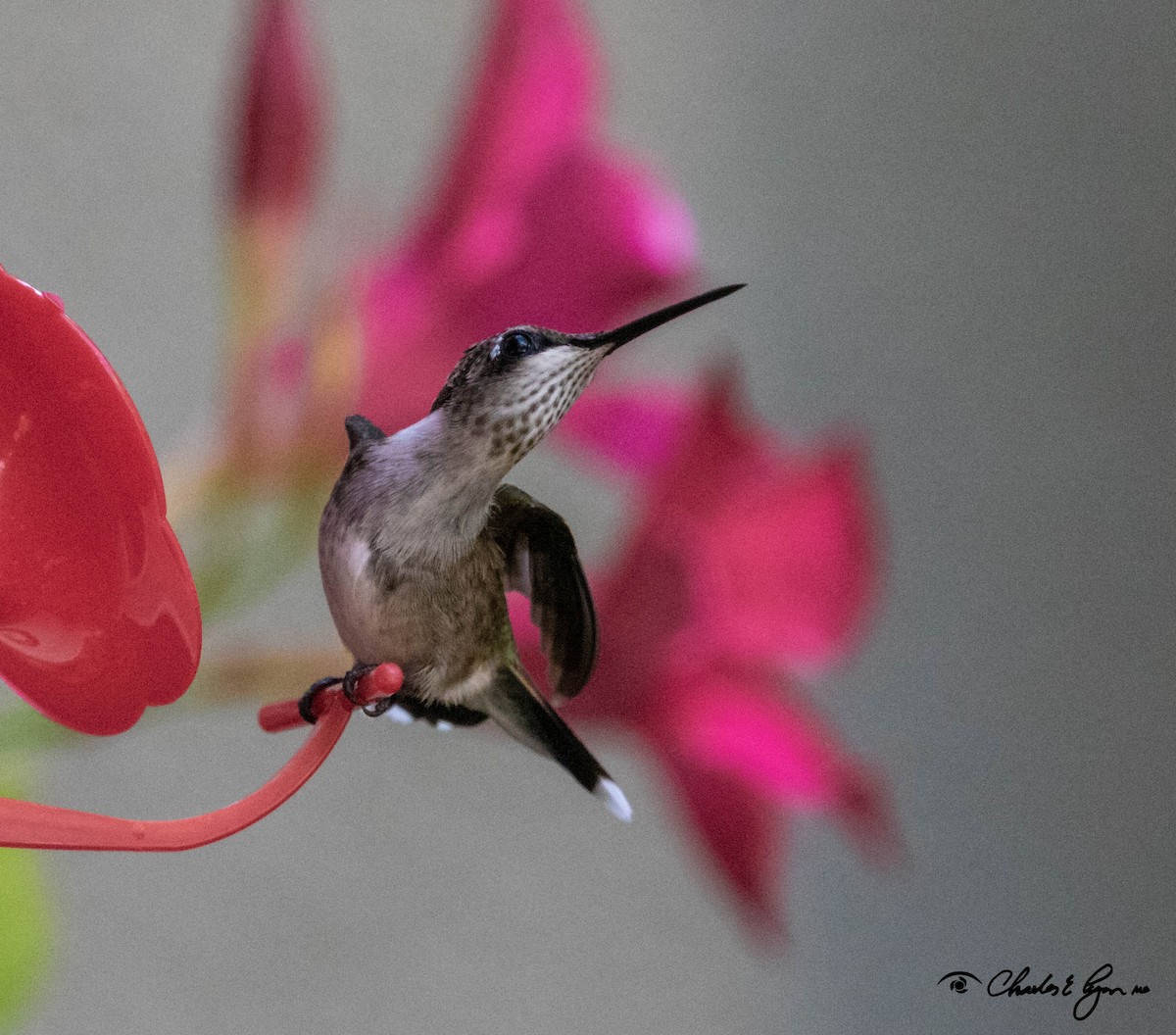 Ruby-throated Hummingbird - Charles Lyon