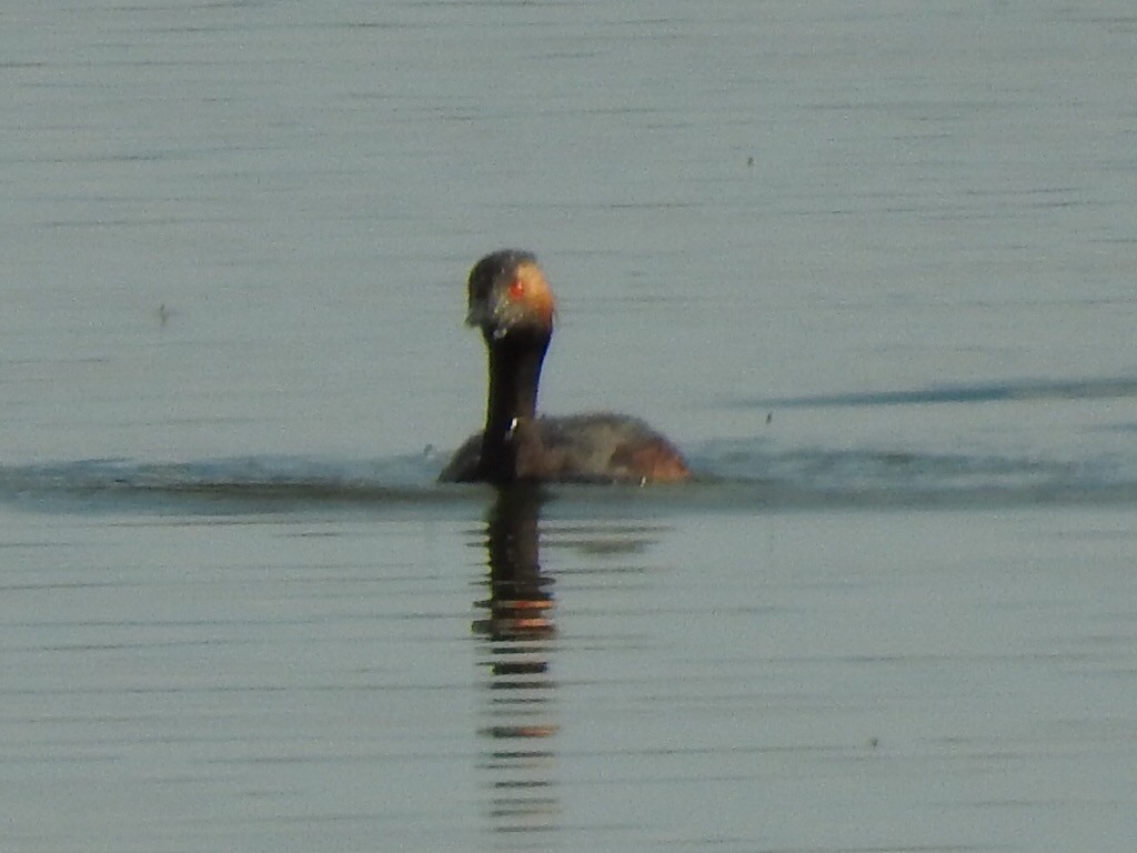 Eared Grebe - ML170410431