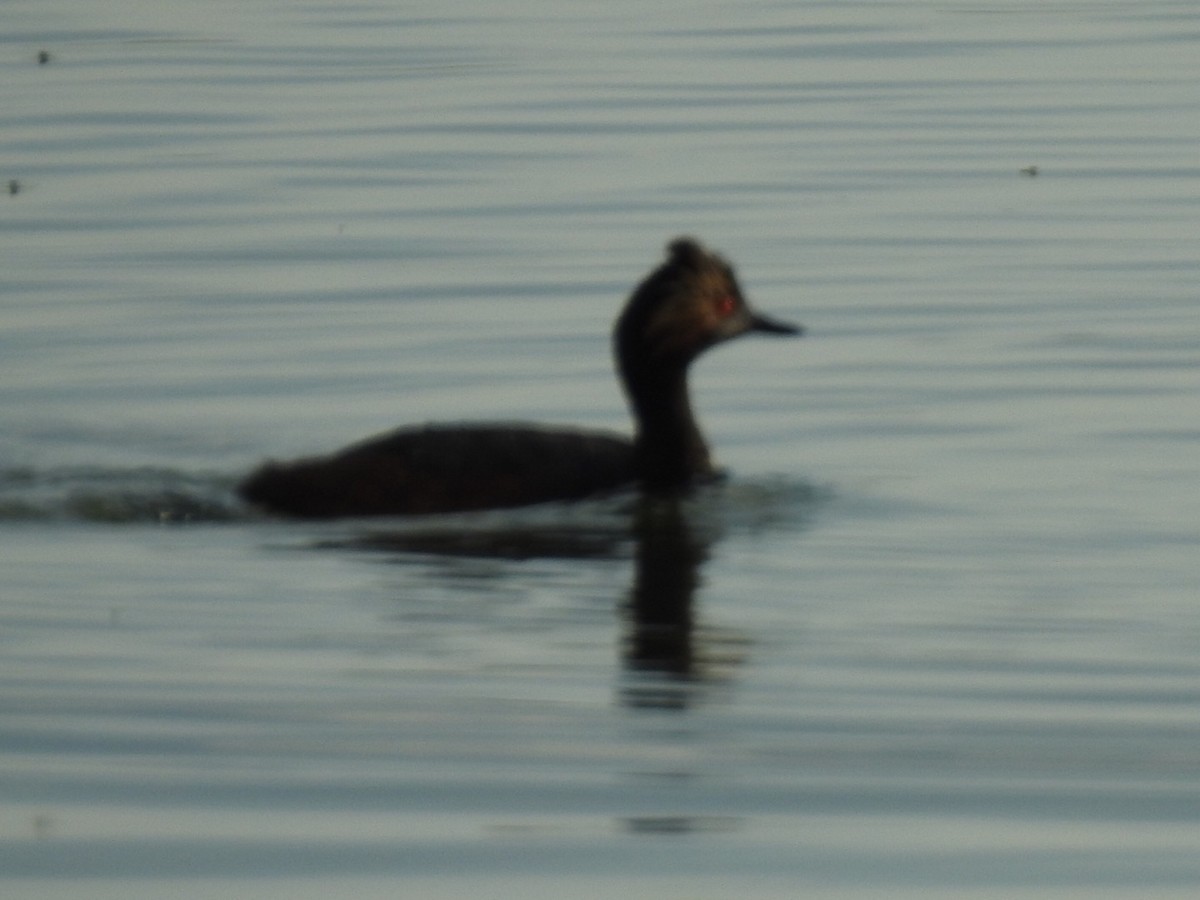 Eared Grebe - ML170410441