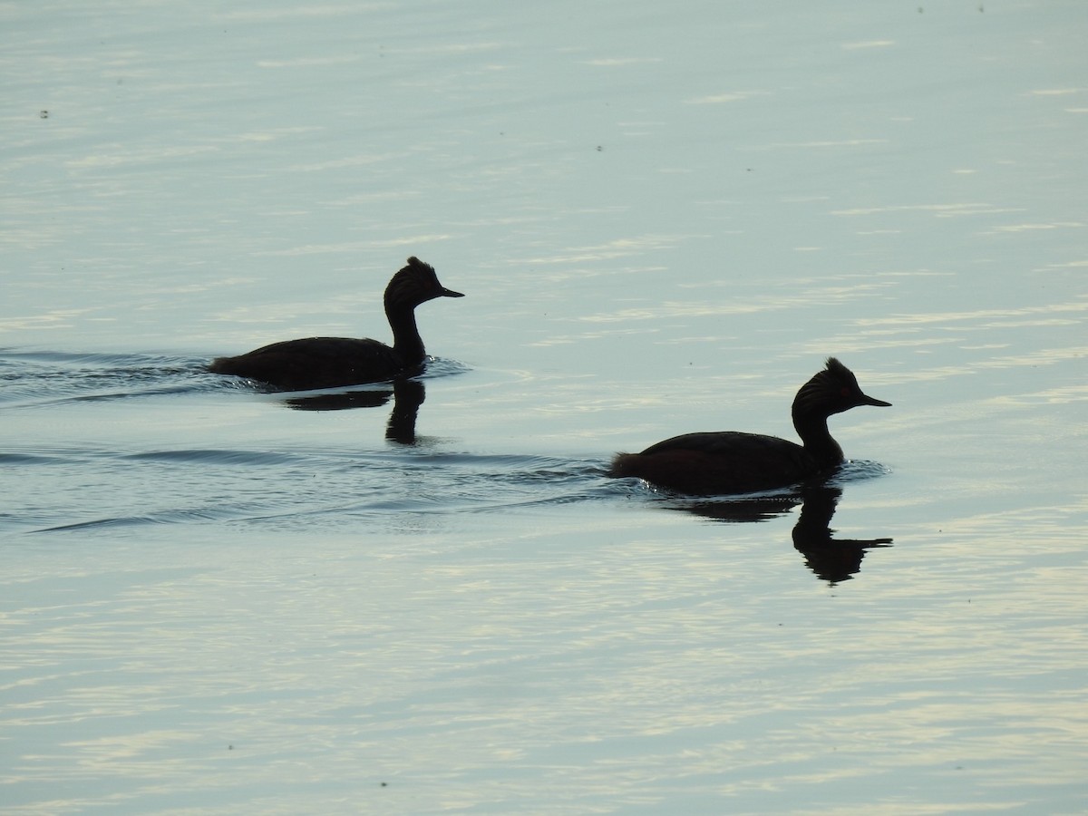 Eared Grebe - ML170410451