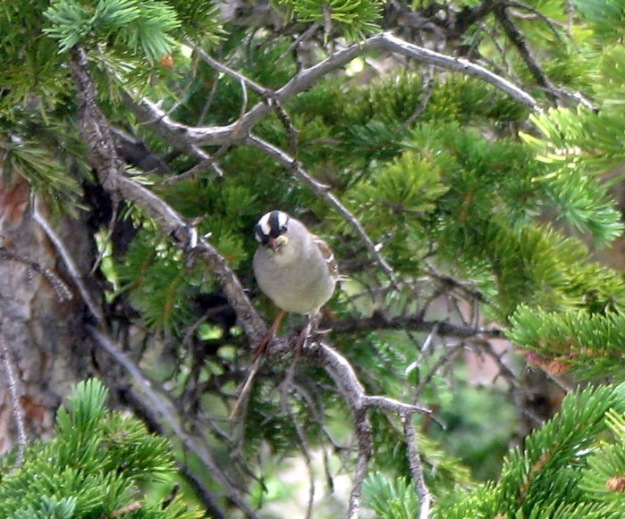 White-crowned Sparrow - ML170410801