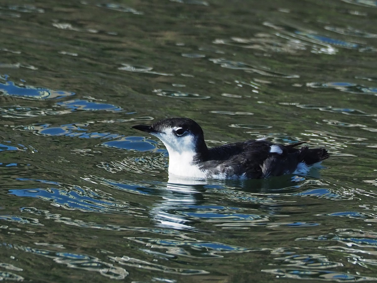 Guadalupe Murrelet - ML170410891