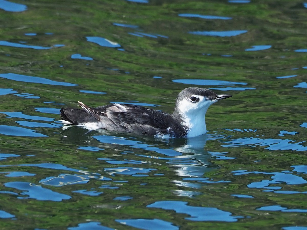 Guadalupe Murrelet - ML170410901