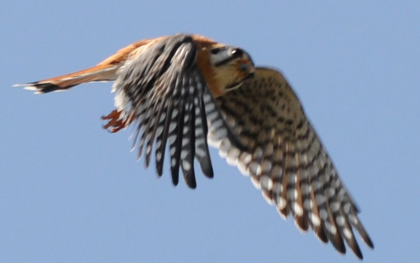 American Kestrel - ML170412411