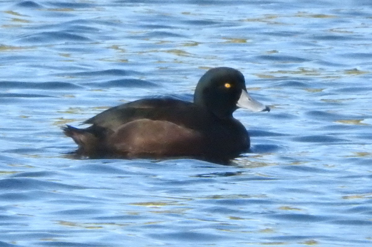 New Zealand Scaup - ML170412421