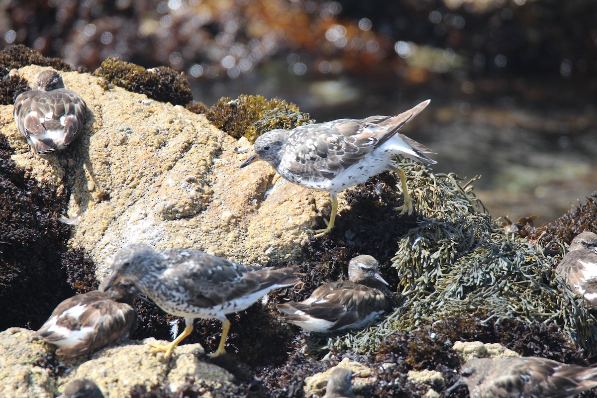 Surfbird - Gerick Bergsma