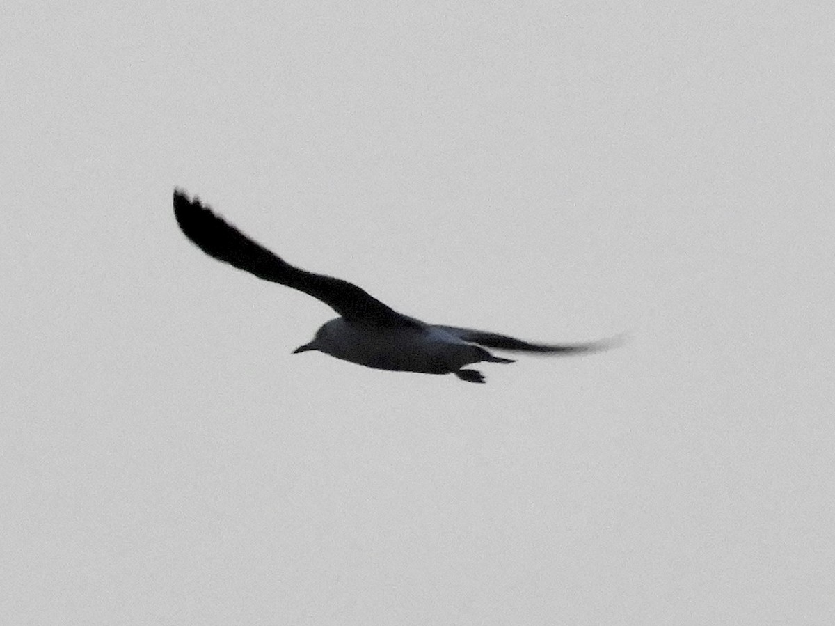 Буроголовая чайка - ML170413491