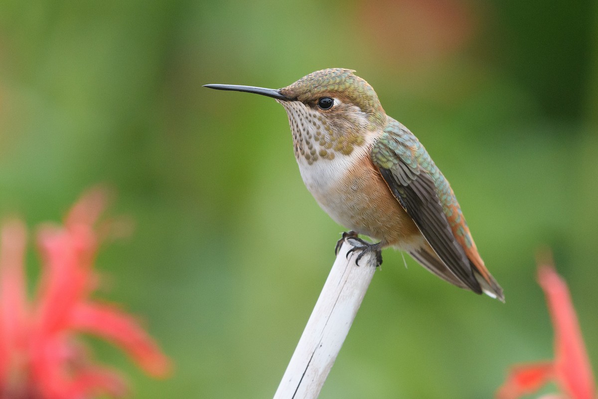 Rufous Hummingbird - ML170415001