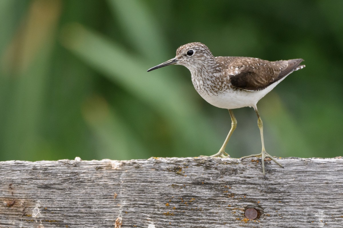 Solitary Sandpiper - ML170415111