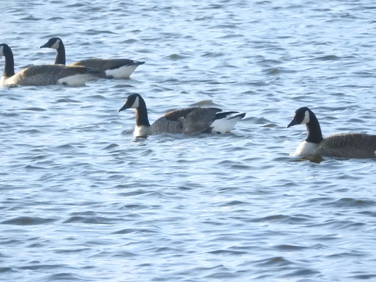 Canada Goose - ML170415431