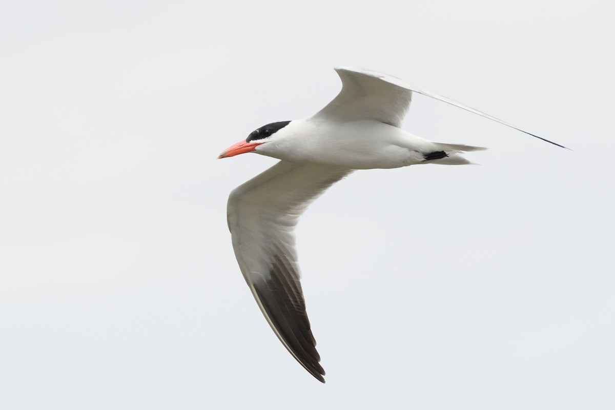 Caspian Tern - Darren Clark