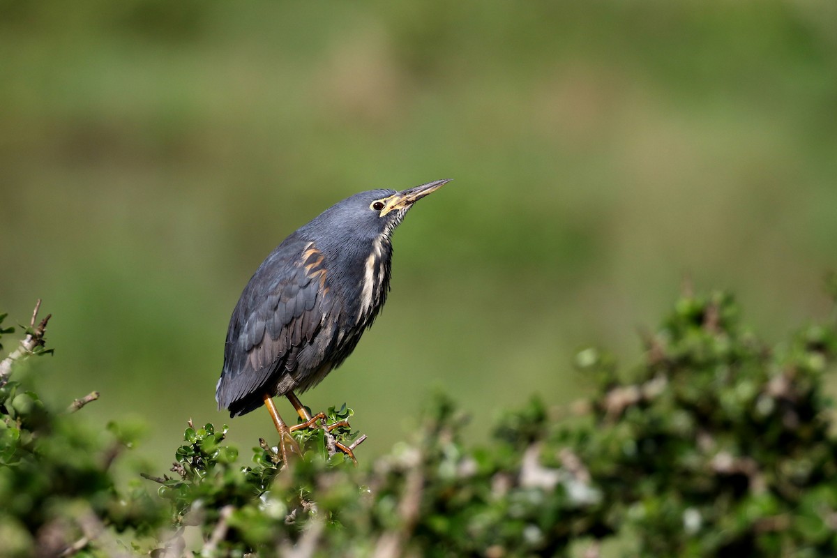 Dwarf Bittern - Dave Beeke