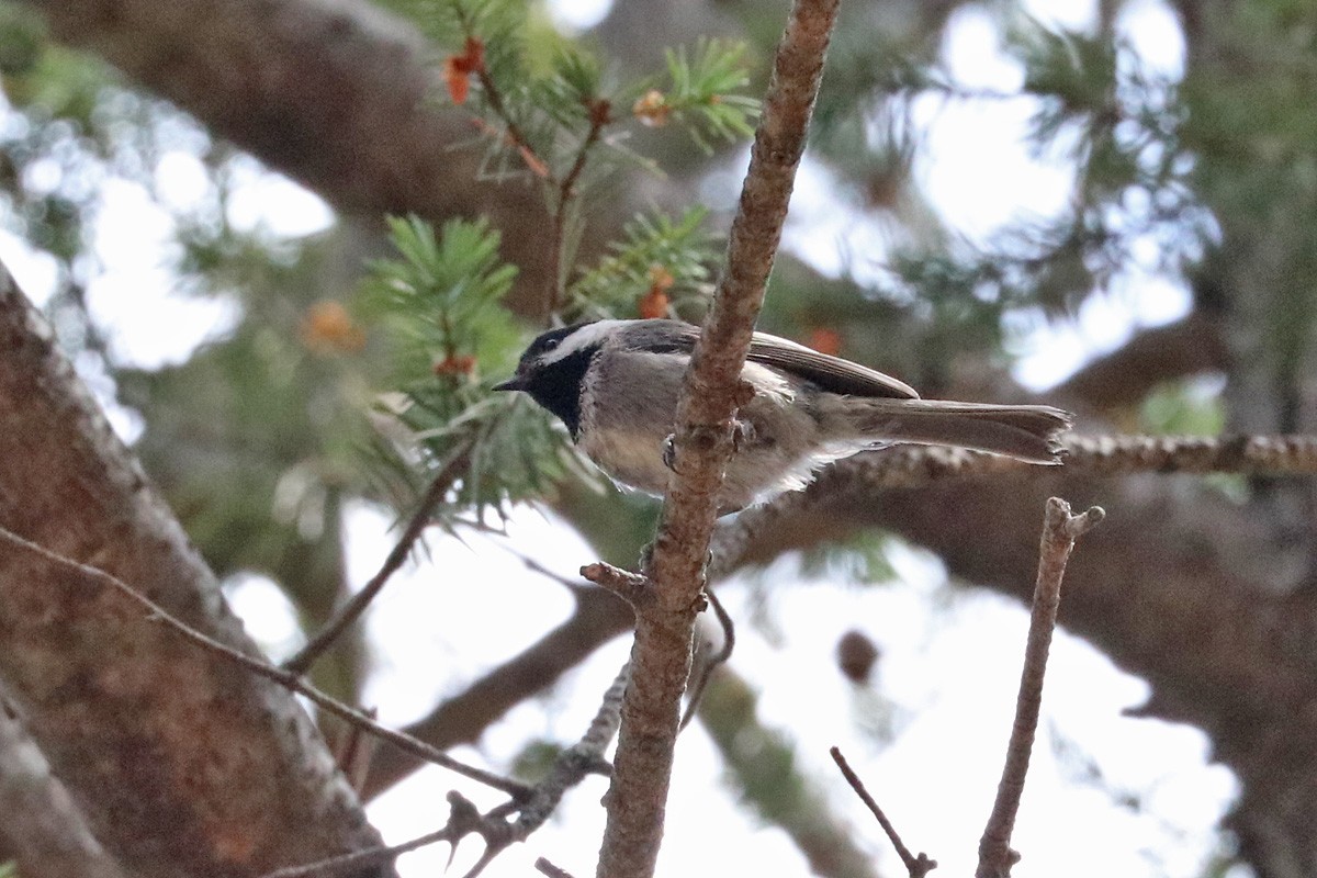 Mexican Chickadee - Richard Fray