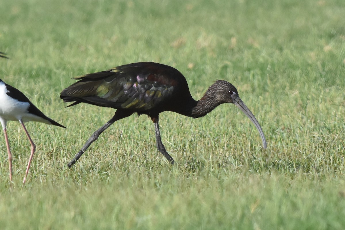 ibis hnědý x americký (hybrid) - ML170417921