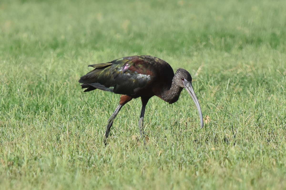 ibis hnědý x americký (hybrid) - ML170417931