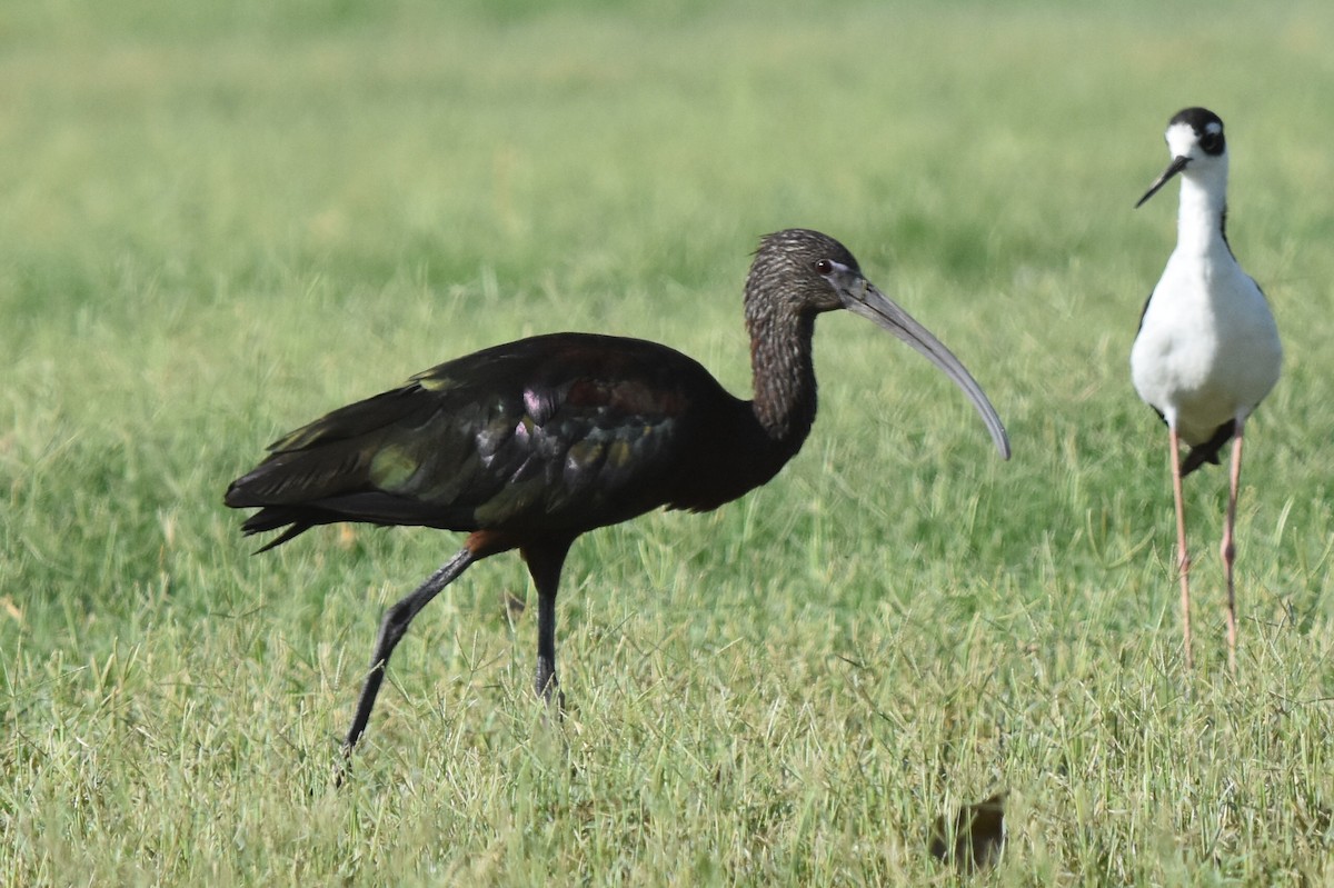 ibis hnědý x americký (hybrid) - ML170417951