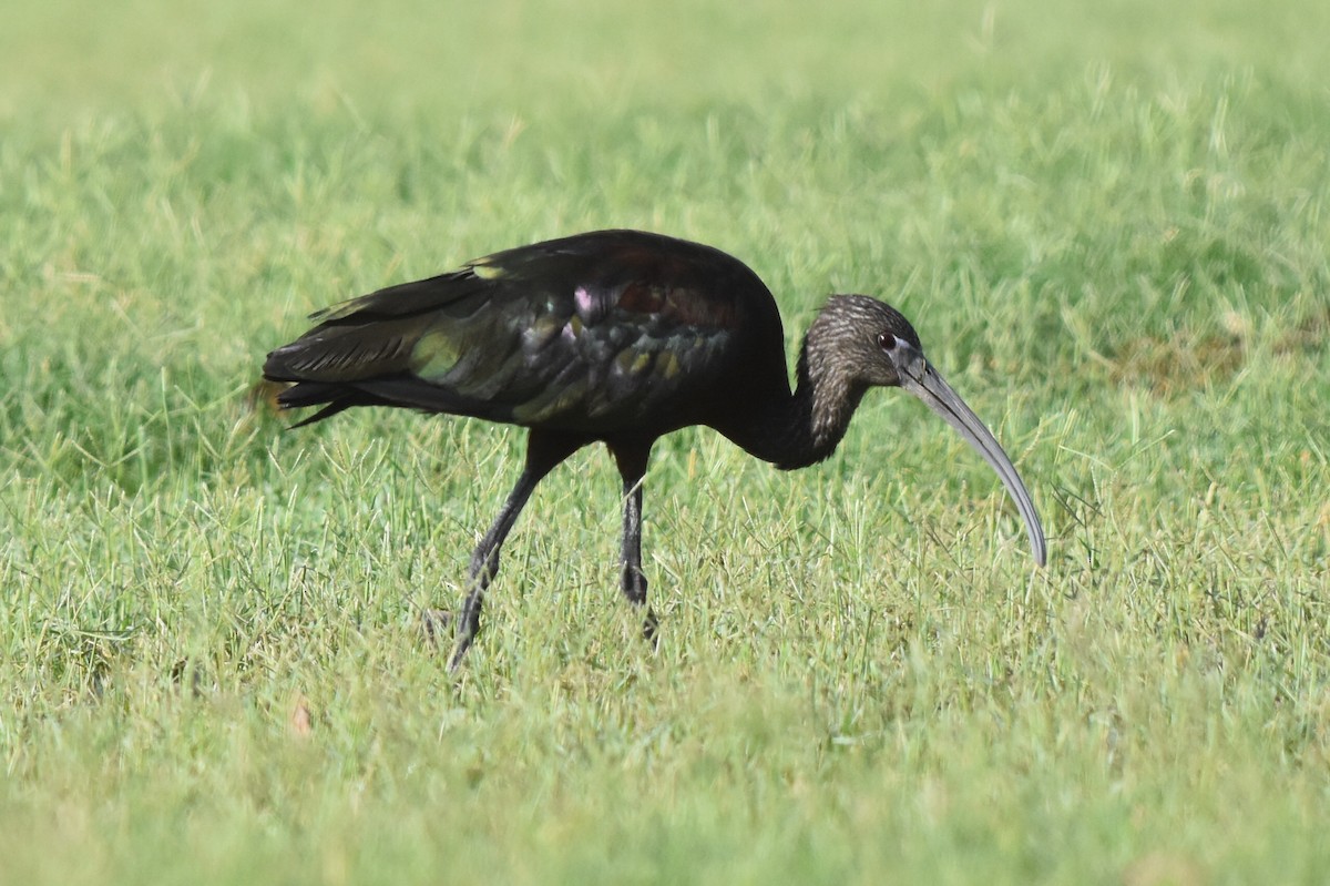 ibis hnědý x americký (hybrid) - ML170417961
