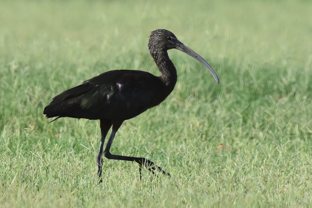 ibis hnědý x americký (hybrid) - ML170417981