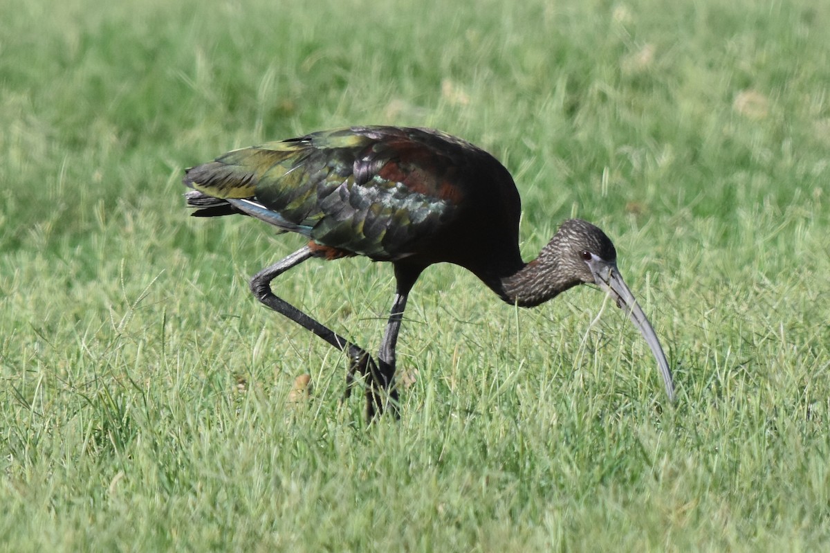 ibis hnědý x americký (hybrid) - ML170418021