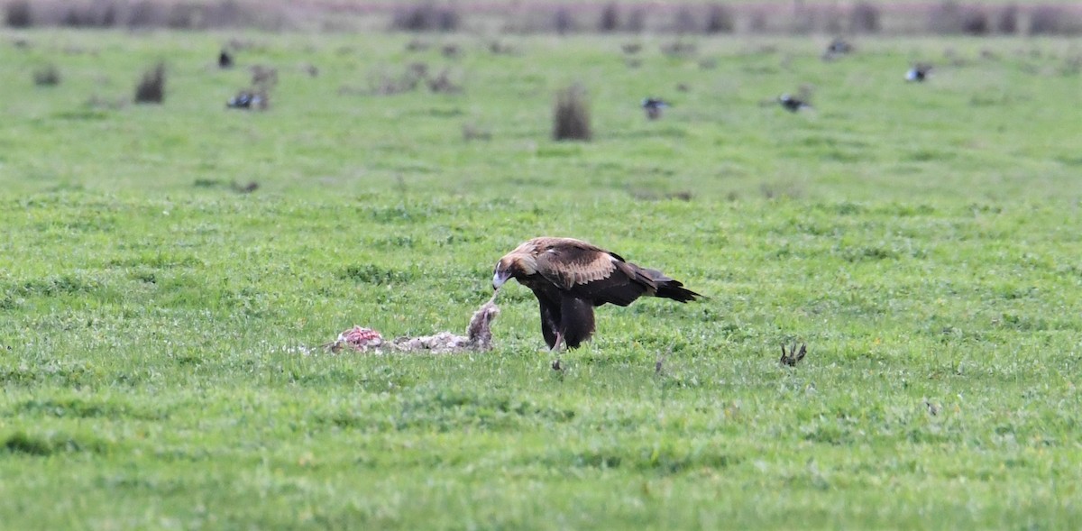 Wedge-tailed Eagle - ML170418411