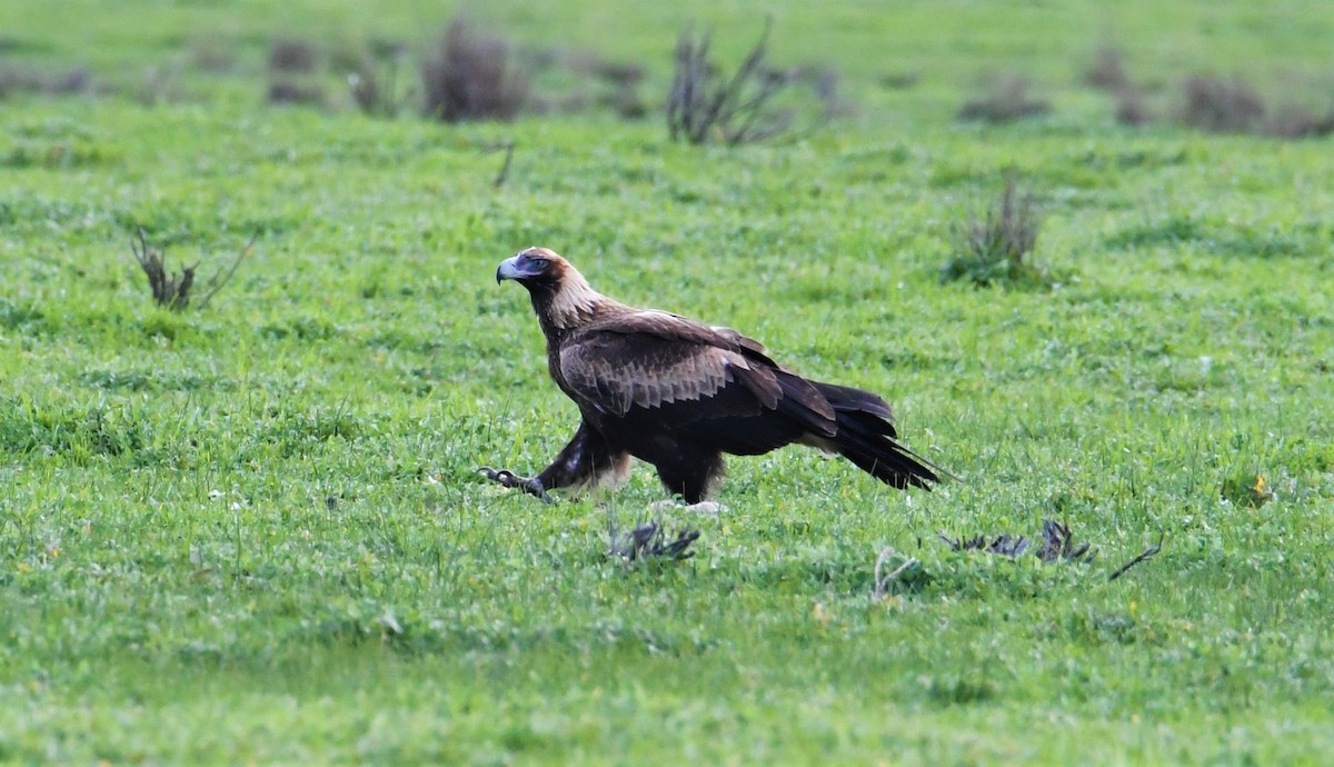 Wedge-tailed Eagle - ML170418431