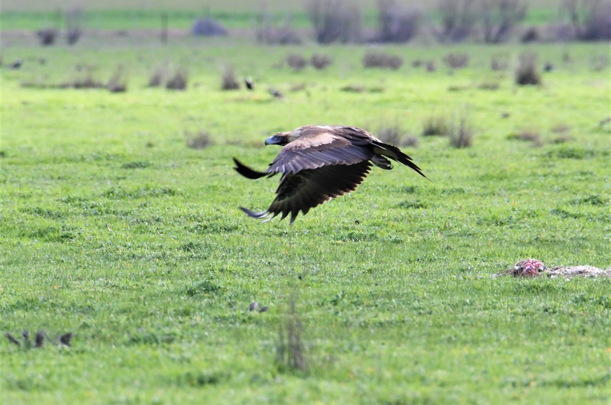 Águila Audaz - ML170418461