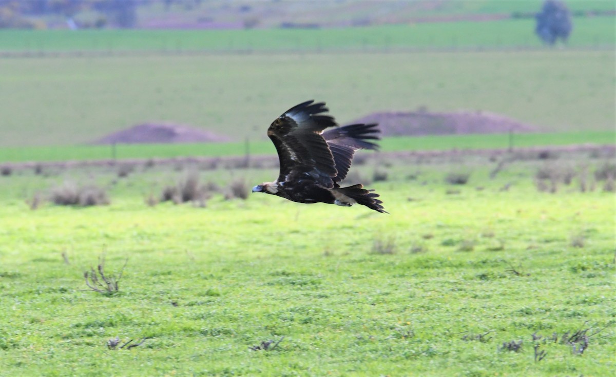 Águila Audaz - ML170418511