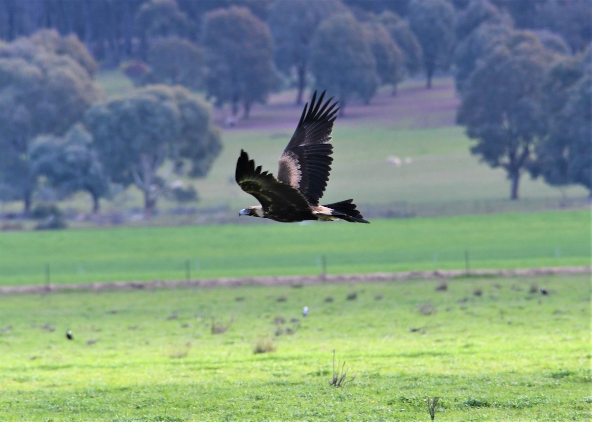 Wedge-tailed Eagle - Robert Anderson