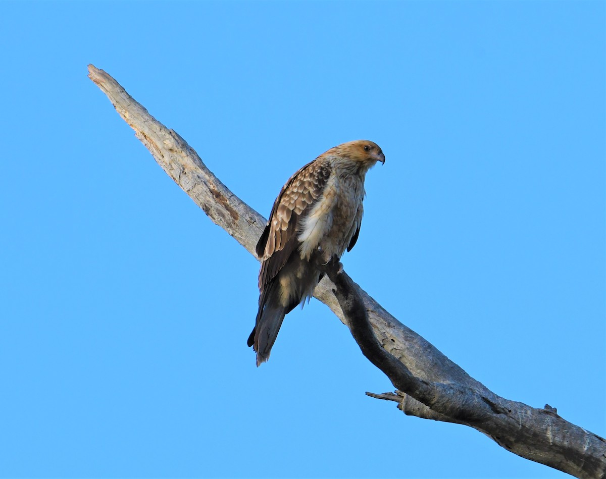 Whistling Kite - ML170418561