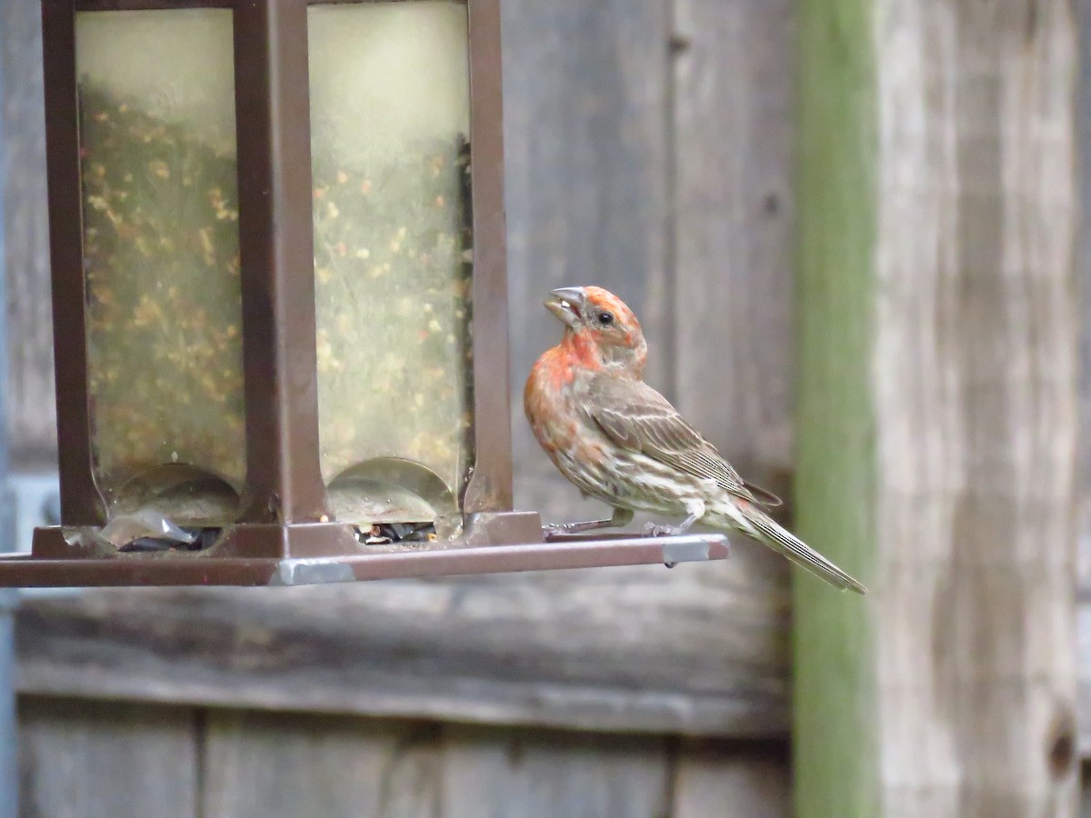 House Finch - ML170419801