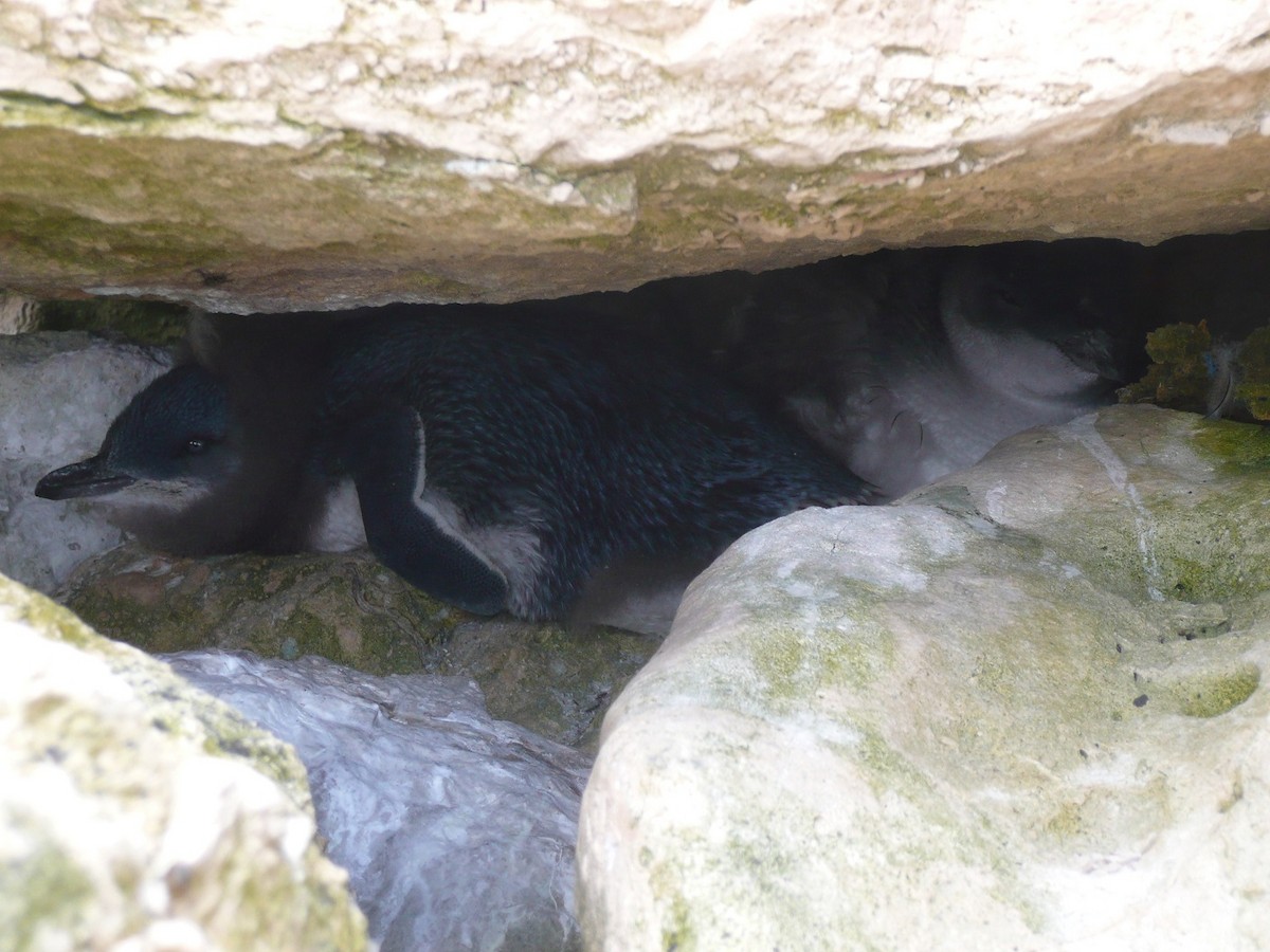 コビトペンギン - ML170423401