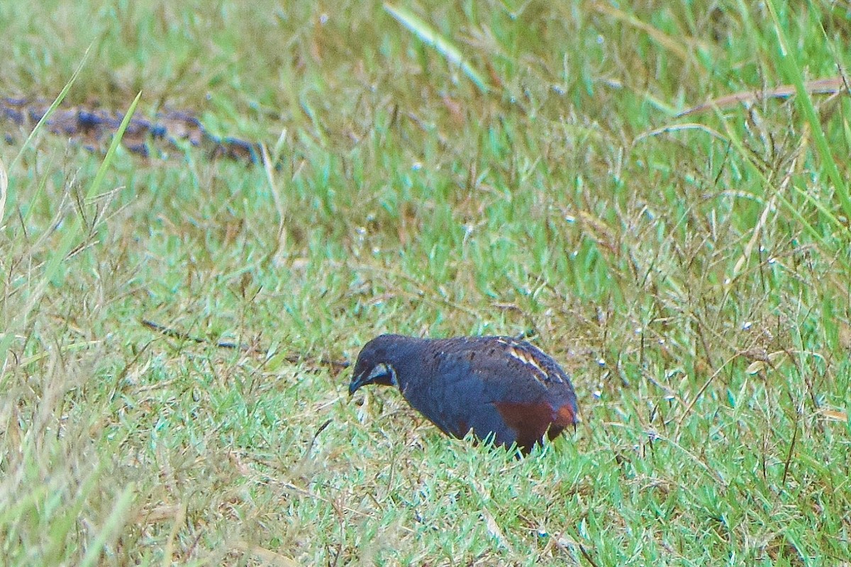 Blue-breasted Quail - ML170423721