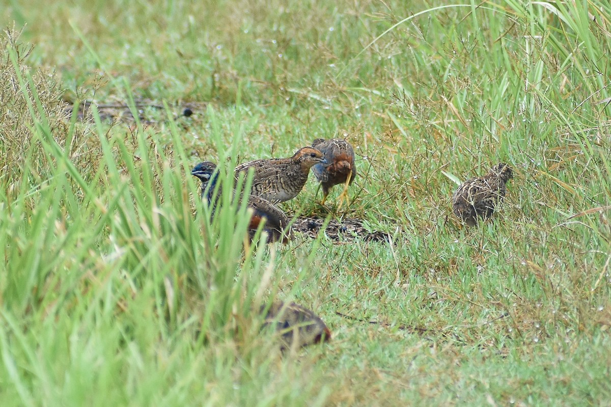 Blue-breasted Quail - ML170423761