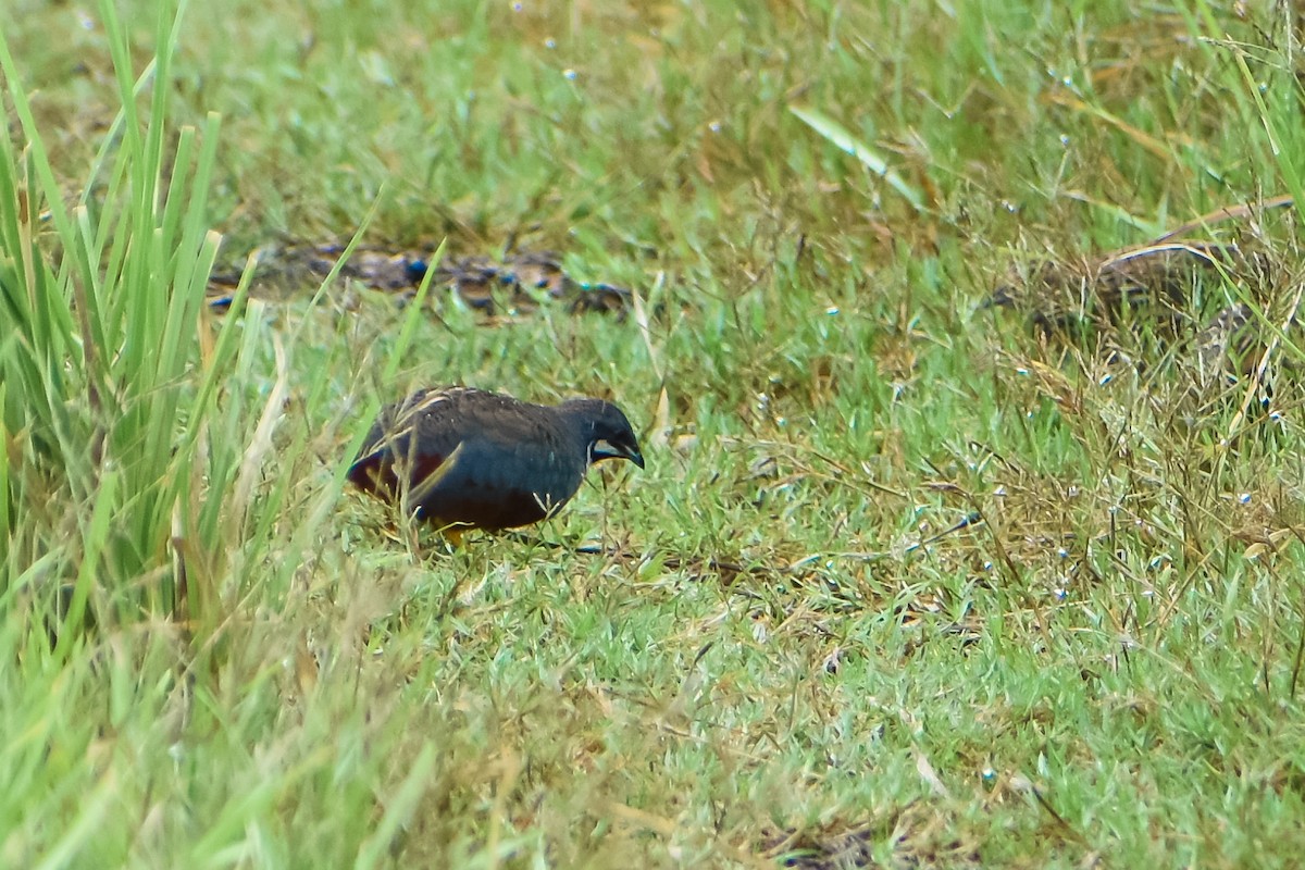 Blue-breasted Quail - ML170423791