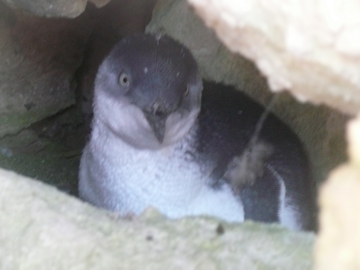 Малый пингвин - ML170424371